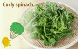 シワシワなのに旬野菜。味噌汁の具にもなる「ちぢみほうれん草」って？