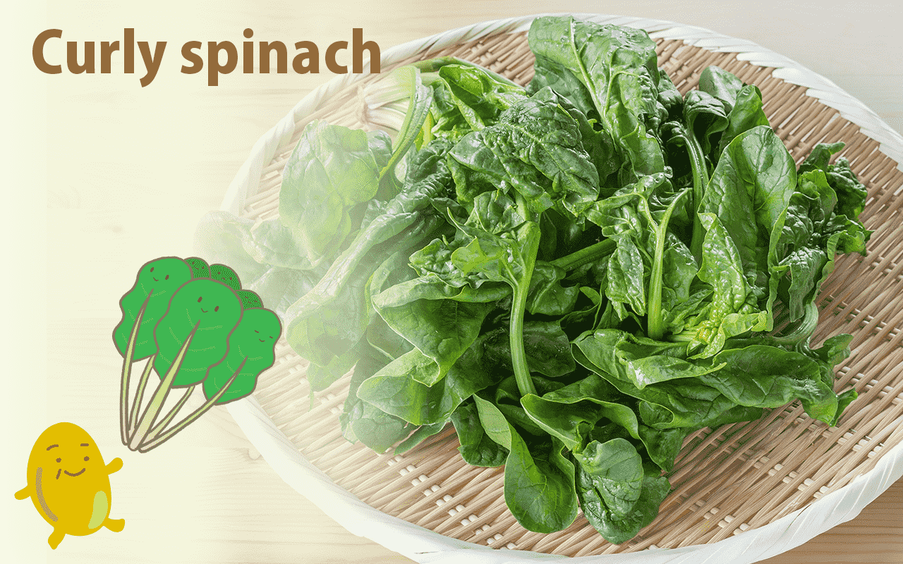 シワシワなのに旬野菜。味噌汁の具にもなる「ちぢみほうれん草」って？